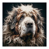 Old Dog 01 (Print Only) thumbnail