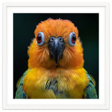 Close Up Sun Conure Parrot Portrait Eyes thumbnail