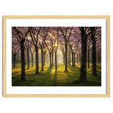 Blooming cherry trees in soft morning light thumbnail