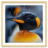 King Penguin Close Up In Snowfall thumbnail