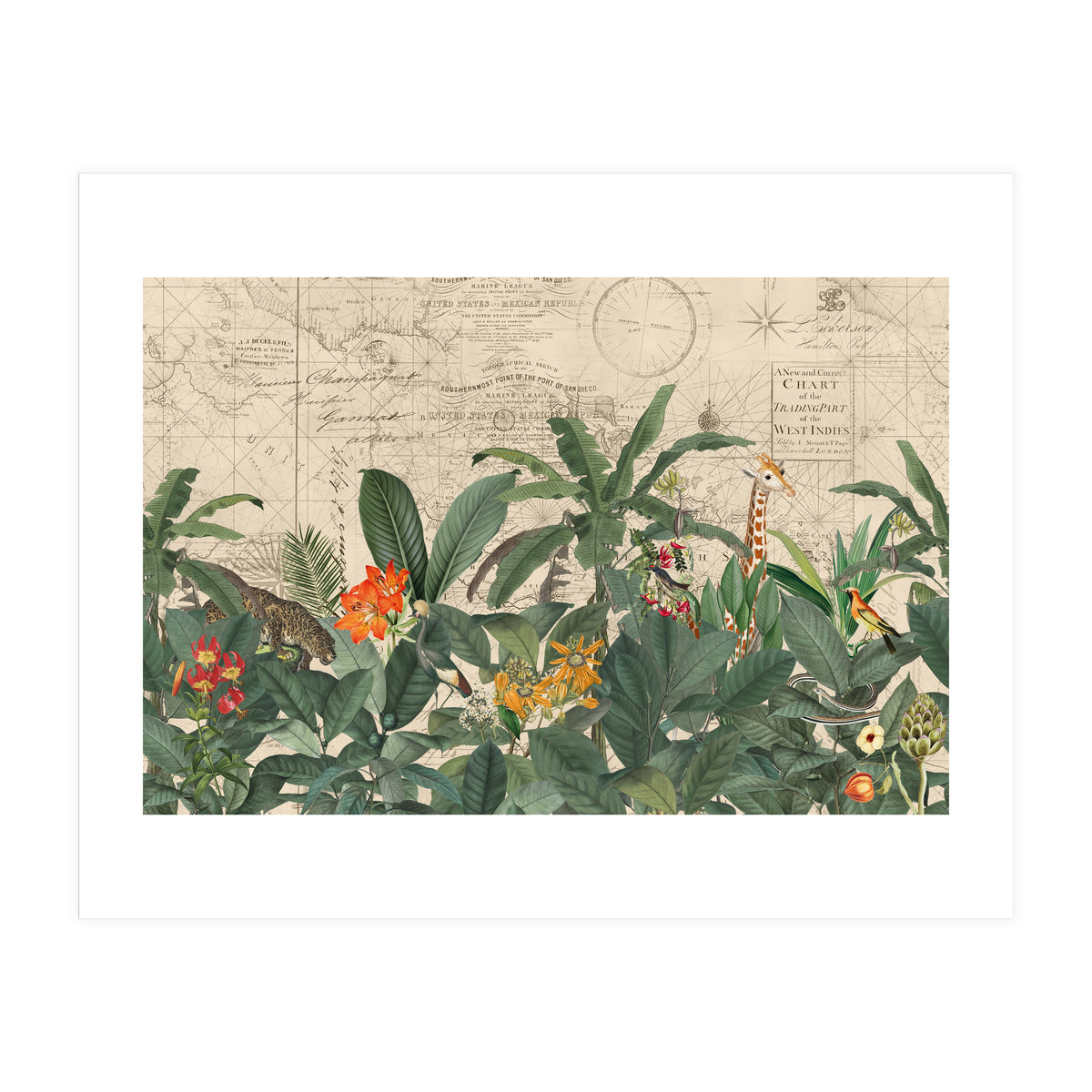 Explore The New World Wild Animals (Print Only)