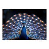 Close Up Peacock Showing Its Beautiful Feathers (Print Only) thumbnail