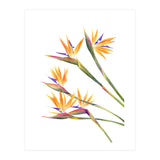 Strelitzien (Print Only) thumbnail