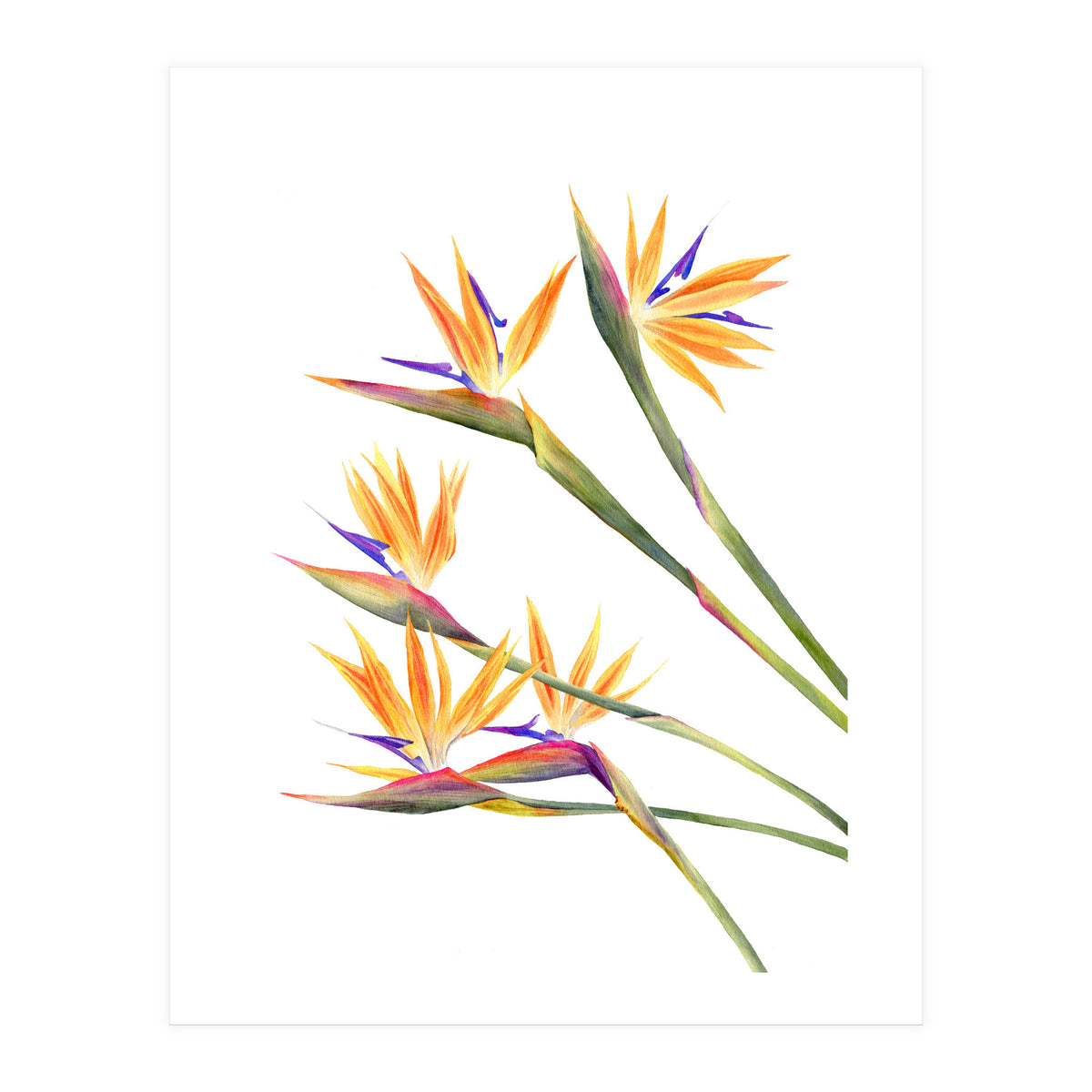 Strelitzien (Print Only)