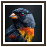 Black Bird With Red Eyes And Orange Chest Feathers thumbnail