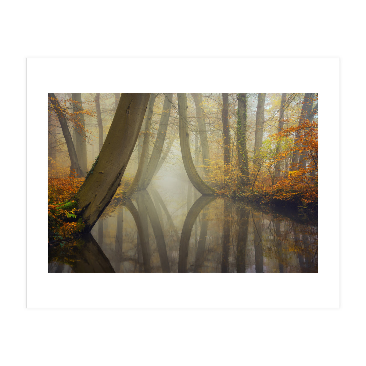 Bent trees in autumn (Print Only)