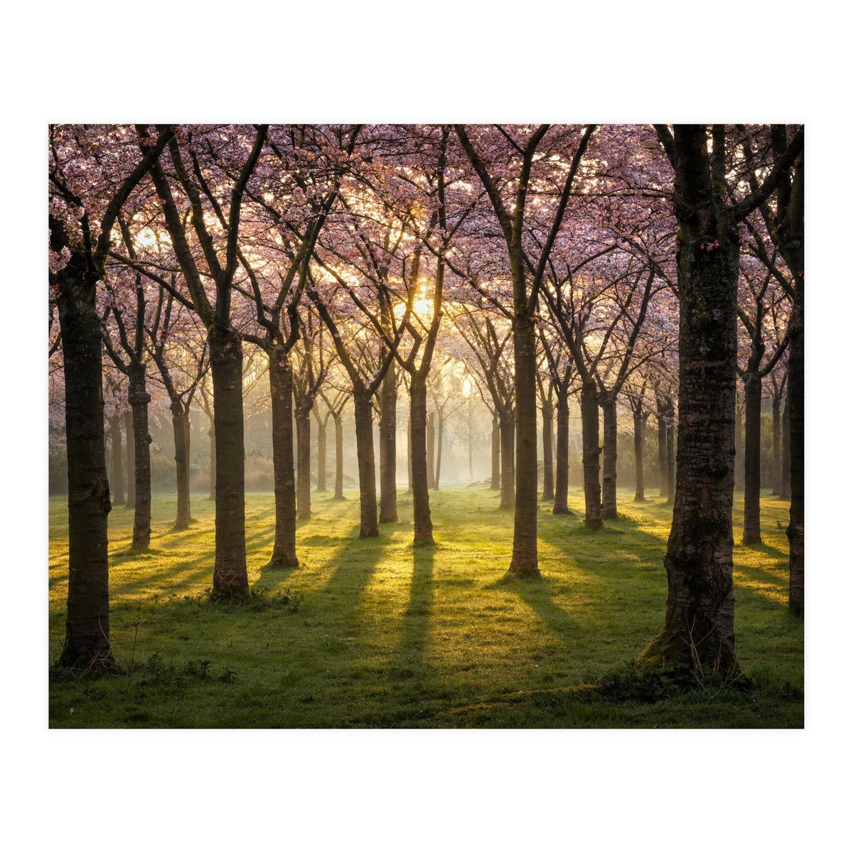 Blooming cherry trees in soft morning light (Print Only)