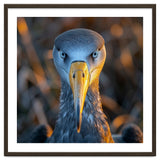 Great Blue Heron Closeup Dramatic Portrait thumbnail