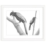 Yucatan Jays thumbnail