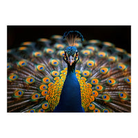 Close Up Peacock Displaying Its Feathers (Print Only)