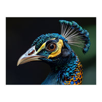 Close-up of a Peacock’s Head (Print Only)