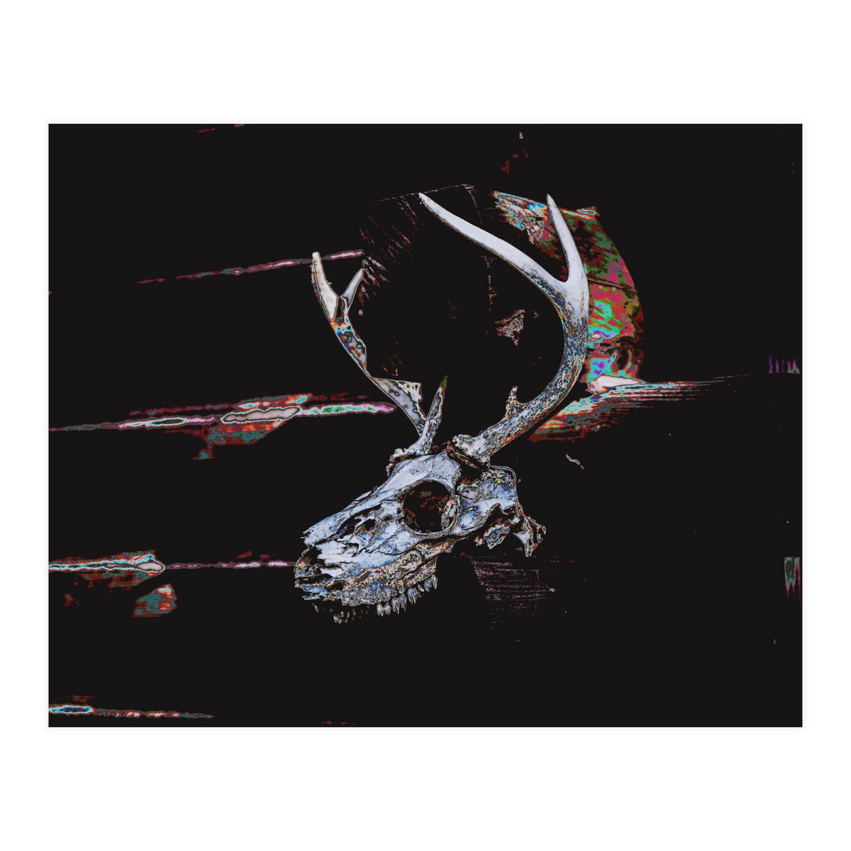 Deer Skull (Print Only)