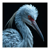 Striking Portrait Of A Blue Heron Bird (Print Only)