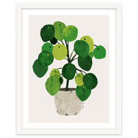 Pilea Plant