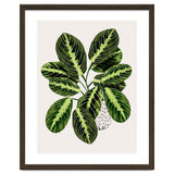 Maranta Plant thumbnail