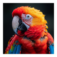 Scarlet Macaw Parrot Portrait Vivid Colors (Print Only)