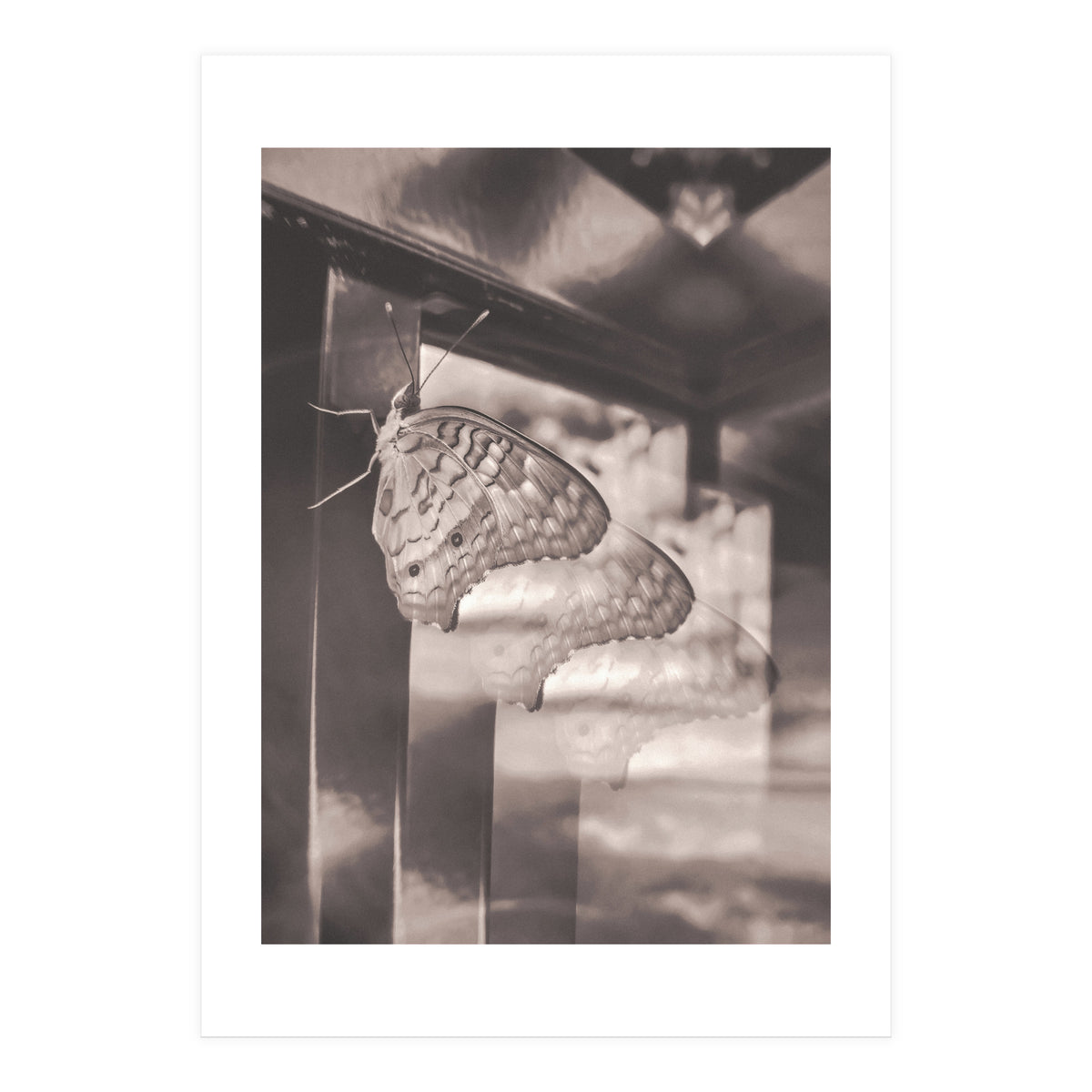 Evolving | Sepia (Print Only)