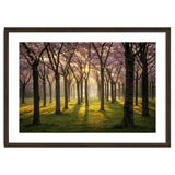 Blooming cherry trees in soft morning light thumbnail