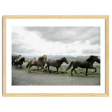 Running horses - Iceland thumbnail
