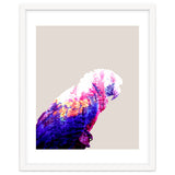 Macaw thumbnail