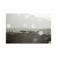 Horses under the sun shower - Iceland (Print Only)