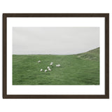 A flock of Sheep in the Green Hill - Iceland thumbnail