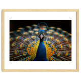 Close Up Peacock Displaying Its Feathers thumbnail
