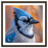 Blue Jay Bird Close Up Detailed Portrait thumbnail