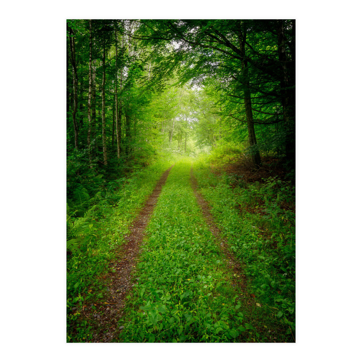 Green Forest Trail (Print Only)