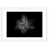 Backyard Flowers In Black And White No 28 Flow Version thumbnail