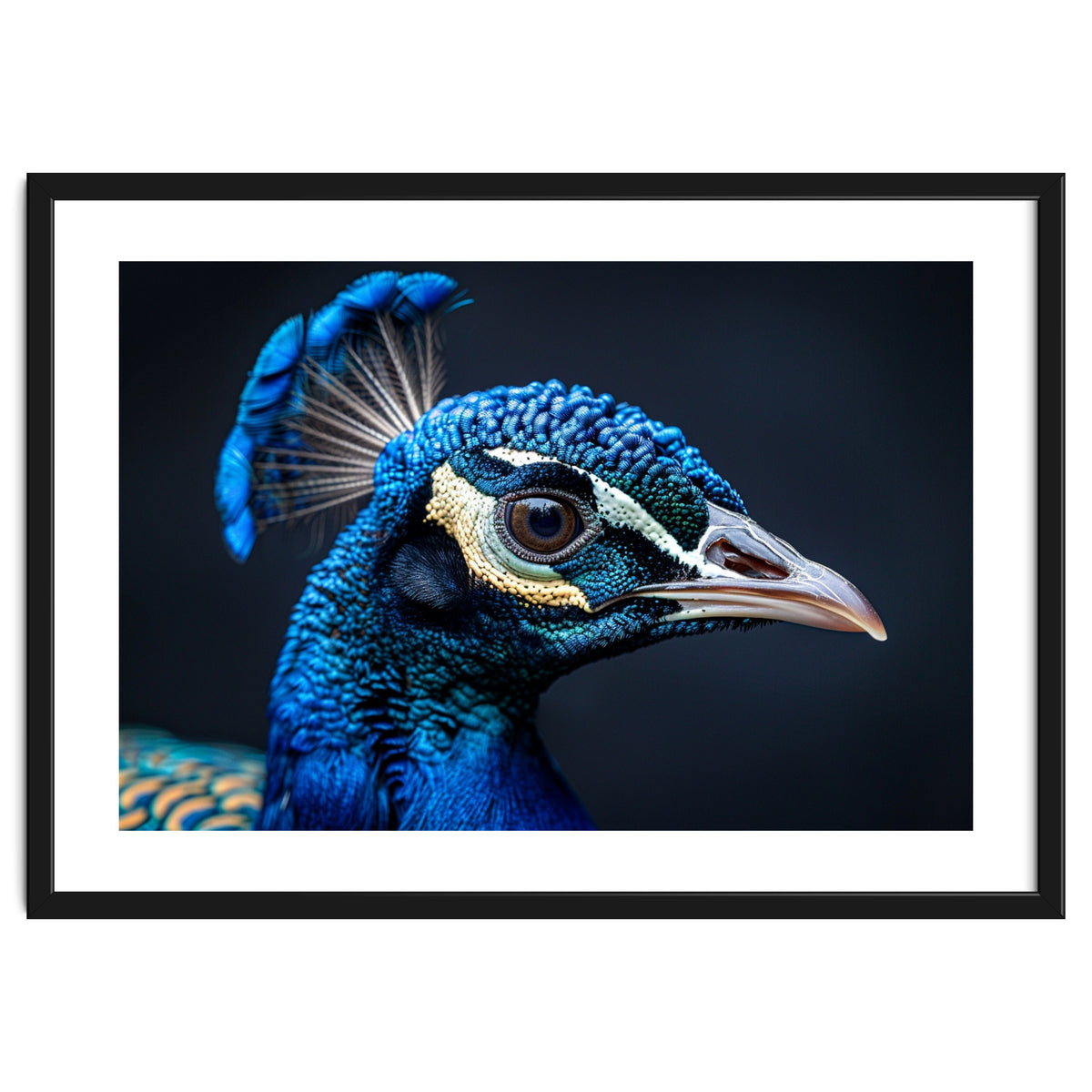 Close Up Of A Peacock Head Blue Feather