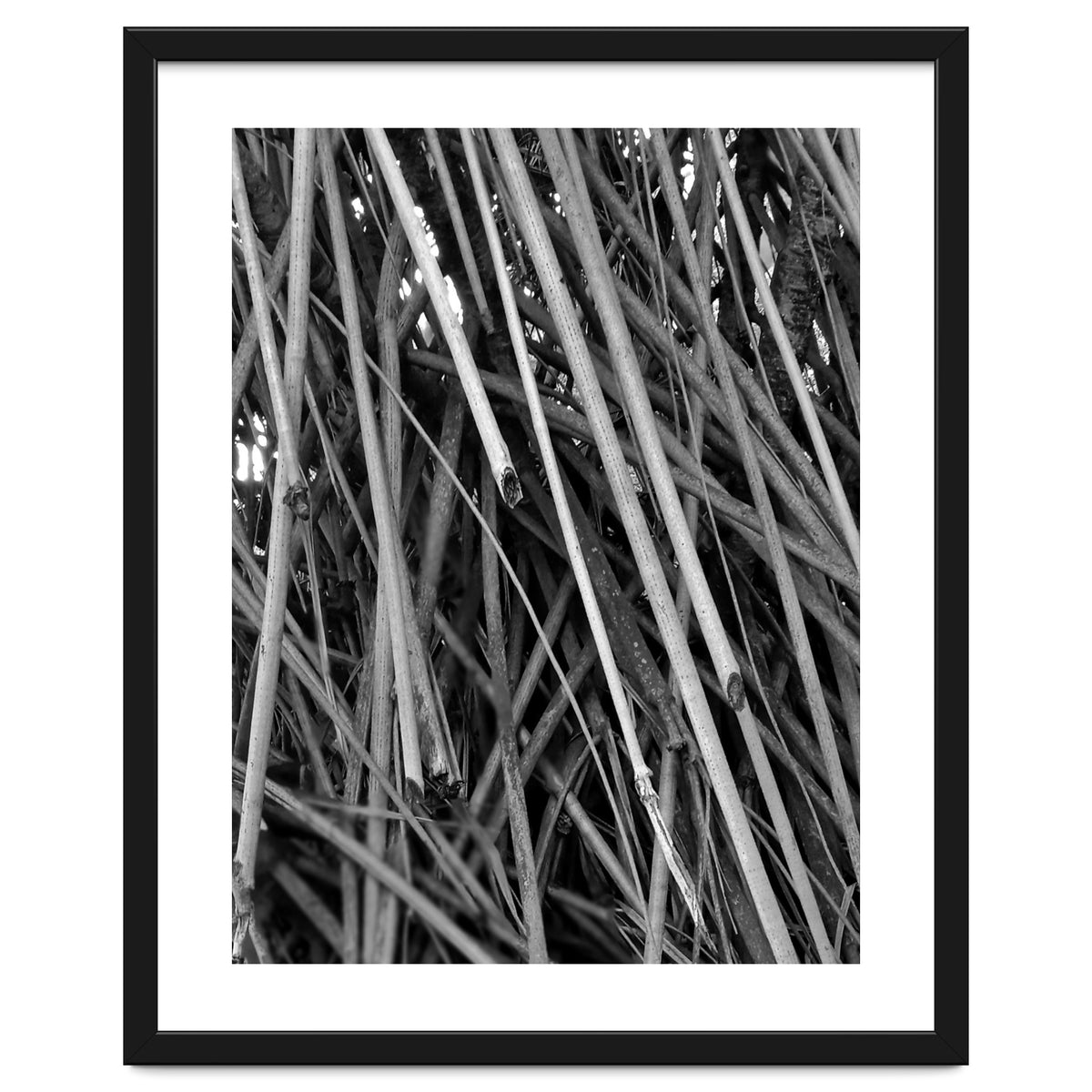 Black Tectorius Plant Shoots Art