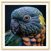 Close Up Portrait Of A Colorful Parrot's Face