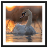 Majestic Swan Swimming At Sunrise Serene Water thumbnail