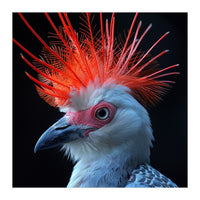 Secretary Bird (Print Only)