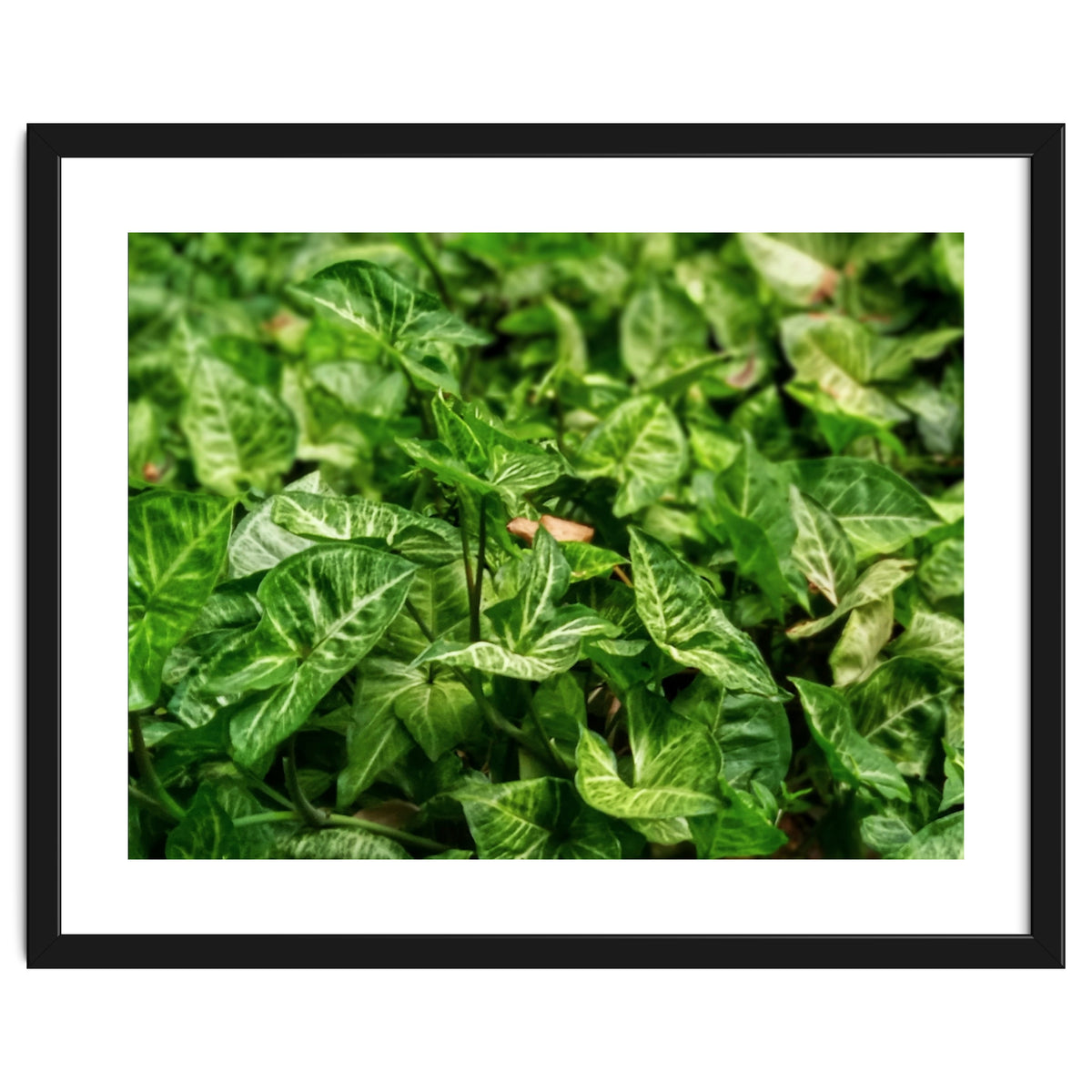 Green Arrow Head Plant Leaves