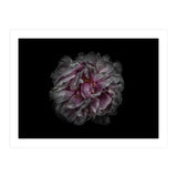 Backyard Flowers No 118 Color Version (Print Only) thumbnail