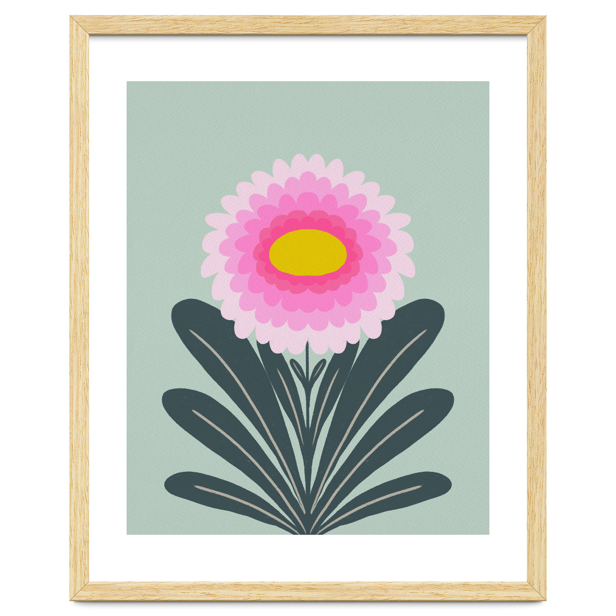 Chrysanthemum - turquoise and pink