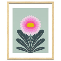 Chrysanthemum - turquoise and pink