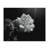 Desire (Print Only) thumbnail