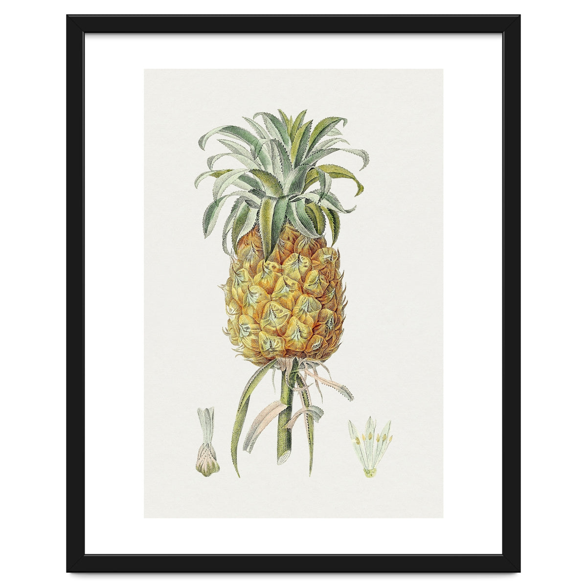 Pineapple (Hand Drawn Botanical Illustration)