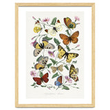 Paul Gervais – Butterfly and Moth Natural History Illustration (1842) thumbnail