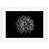 Backyard Flowers In Black And White No 48 Flow Version thumbnail