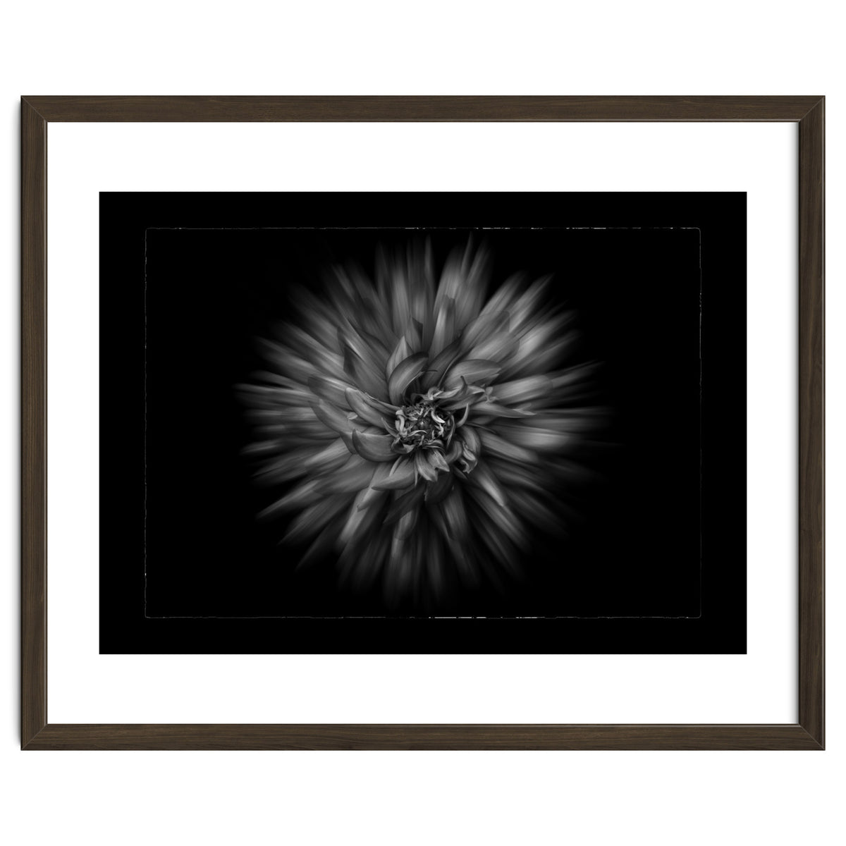Backyard Flowers In Black And White No 20 Flow Version with Border