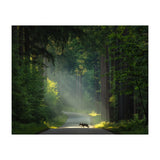 Wolf in the Netherlands (Print Only) thumbnail
