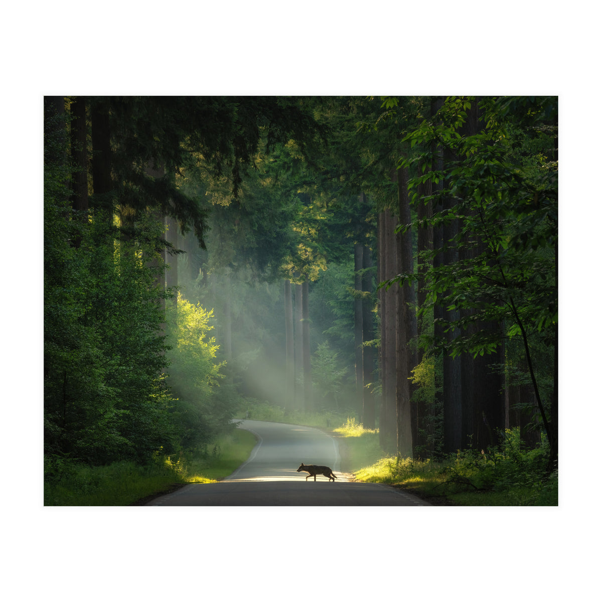 Wolf in the Netherlands (Print Only)