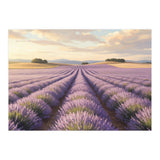 Provençal Sunset: Lavender Field Landscape (Print Only) thumbnail