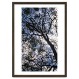 Tree from below thumbnail