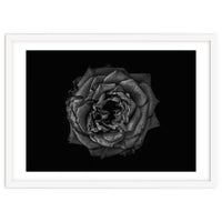 Backyard Flowers In Black And White No 110