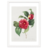 Pierre-Joseph Redouté – Finest Flowers and Fruits (1833) thumbnail